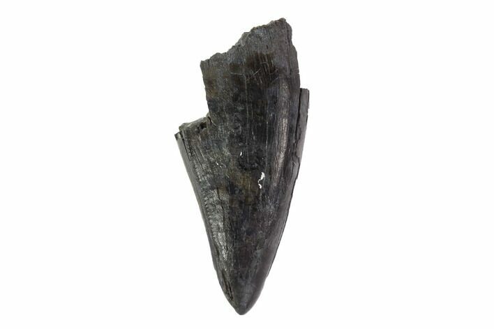 Tyrannosaur Premax Tooth - Alberta (Disposition #-) #97375